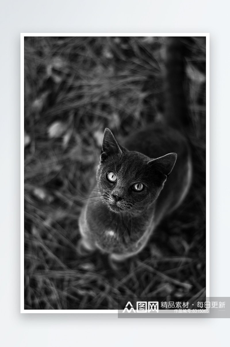 可爱帅气的小猫咪图片素材