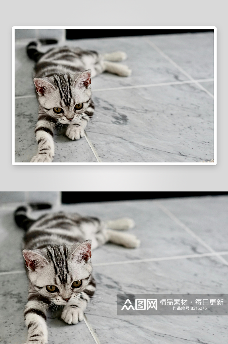 可爱帅气的小猫咪图片素材