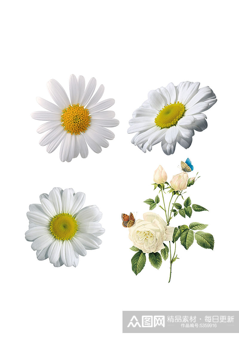 白色向日葵玫瑰花PNG海报免抠素材素材