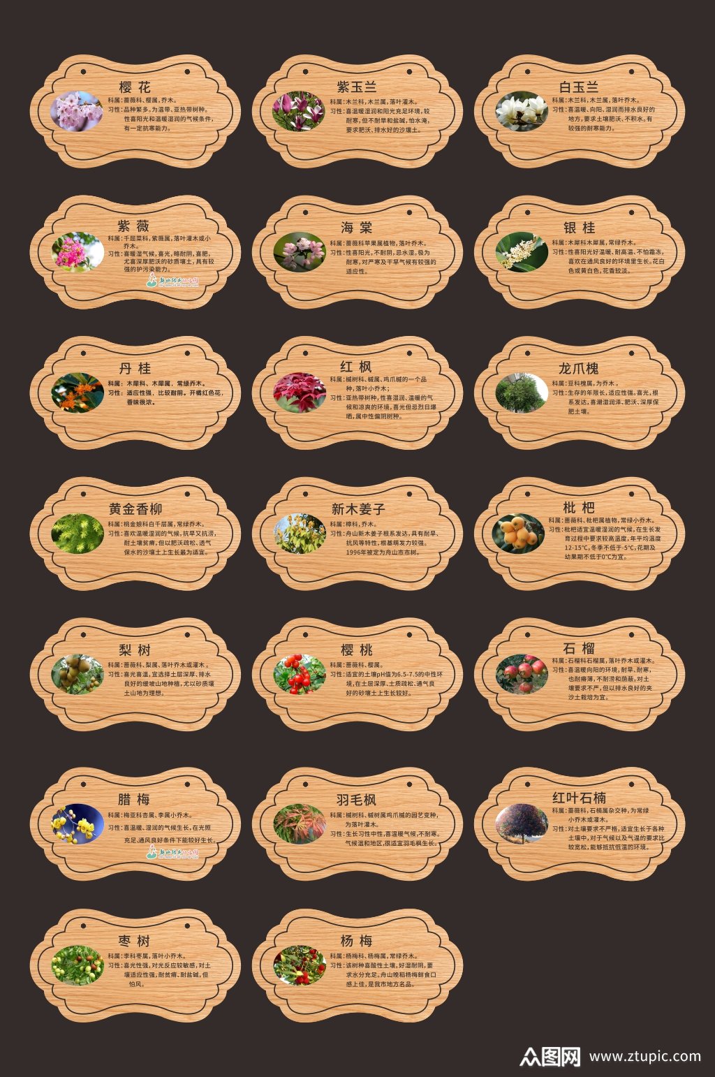 植物异形介绍树牌植物牌素材