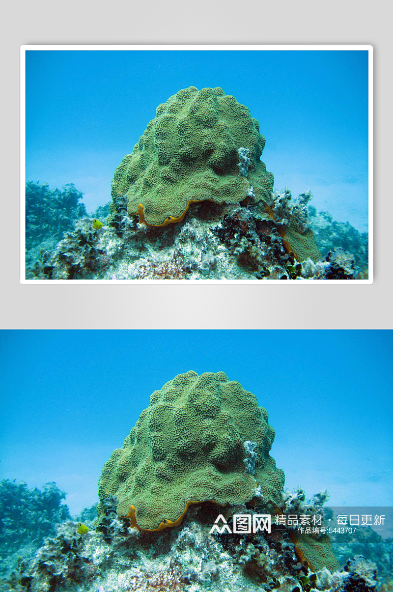 缤纷海底珊瑚摄影图素材