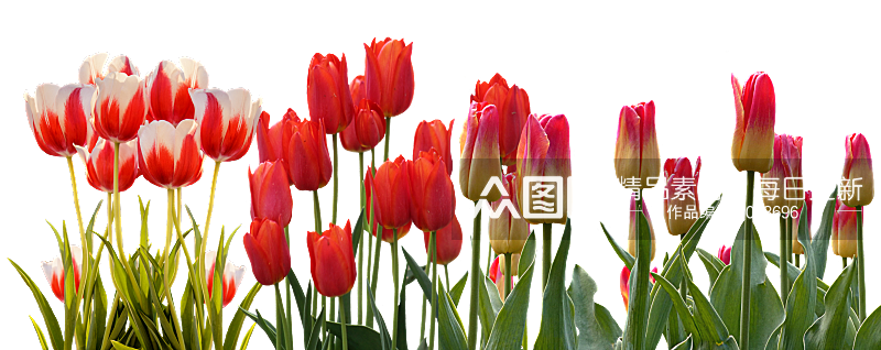高清郁金香花朵摄影图素材