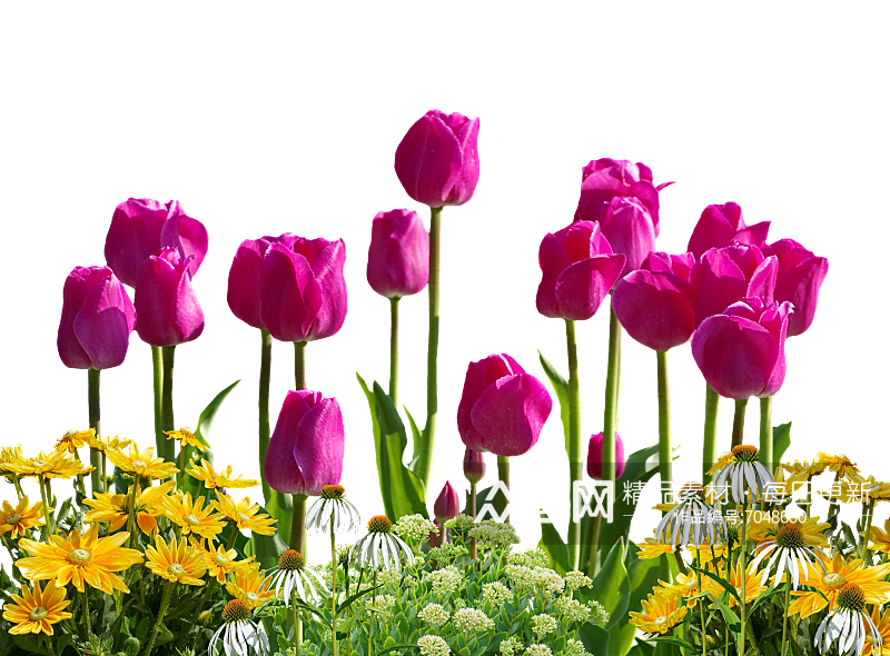 高清郁金香花朵摄影图素材
