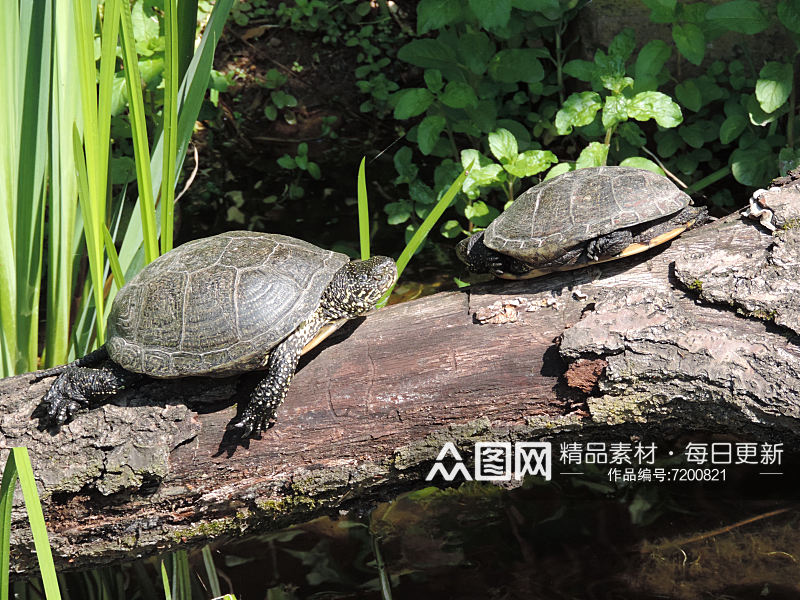 海龟乌龟动物摄影图素材