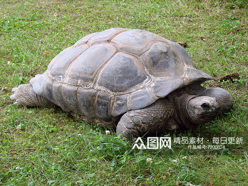 海龟乌龟动物摄影图素材