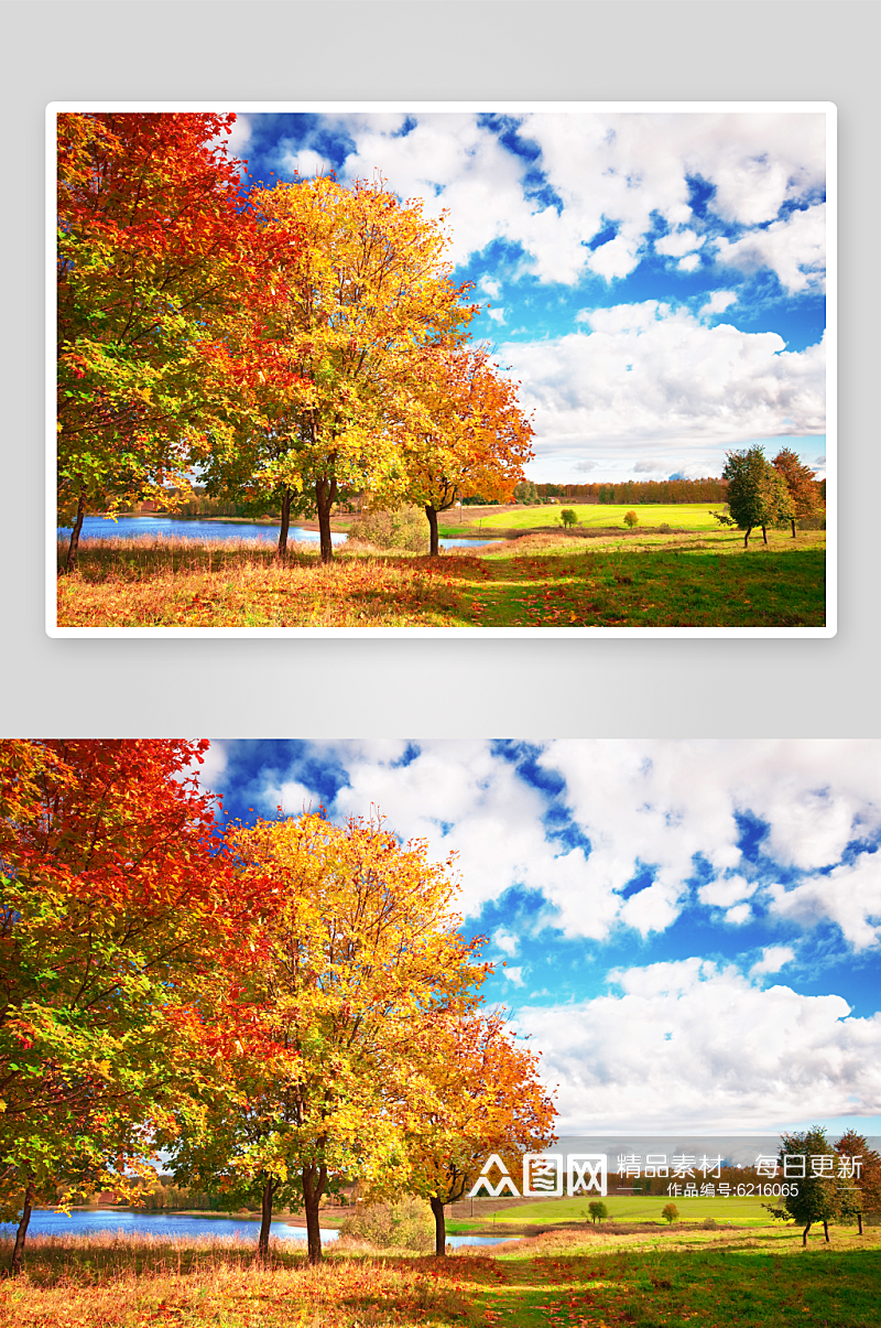 秋天落叶风景高清摄影图素材