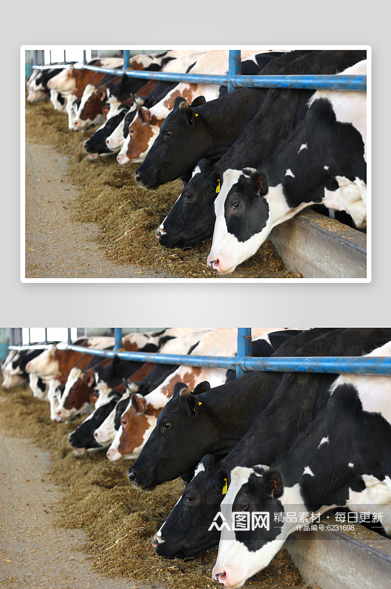 畜牧业牛摄影图素材素材