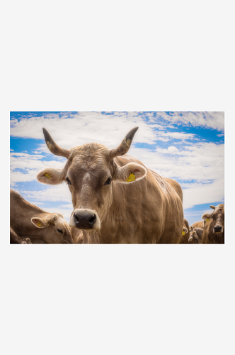 畜牧业牛摄影图素材