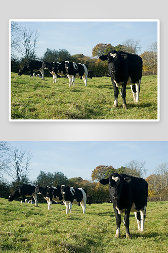畜牧业牛摄影图素材