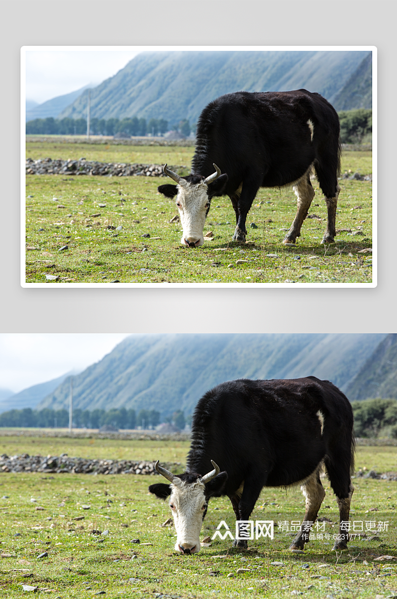 畜牧业牛摄影图素材素材