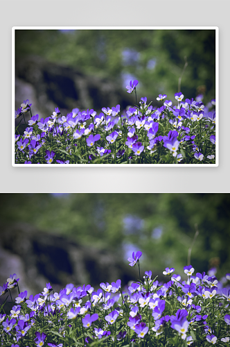 创意三色堇花朵摄影图