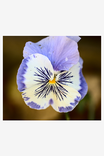 创意三色堇花朵摄影图