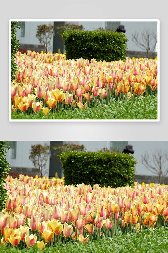 高清郁金香花卉风景摄影图
