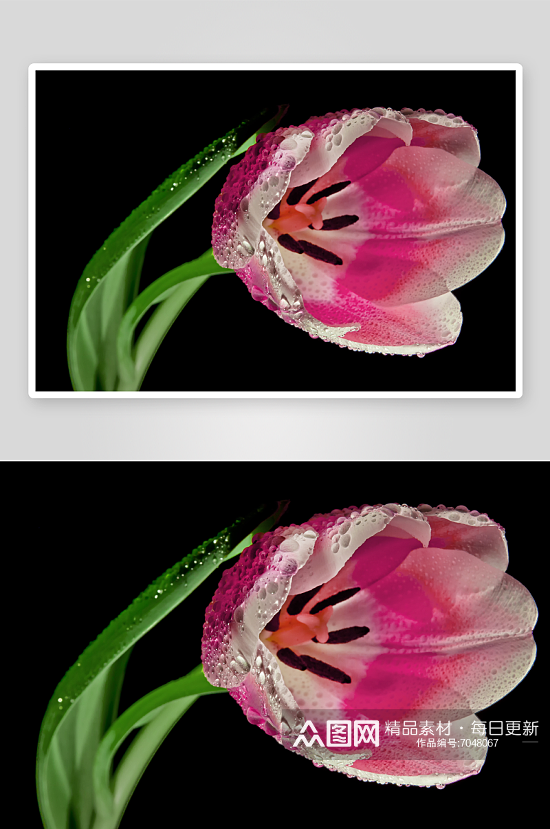 郁金香花卉风景摄影图素材