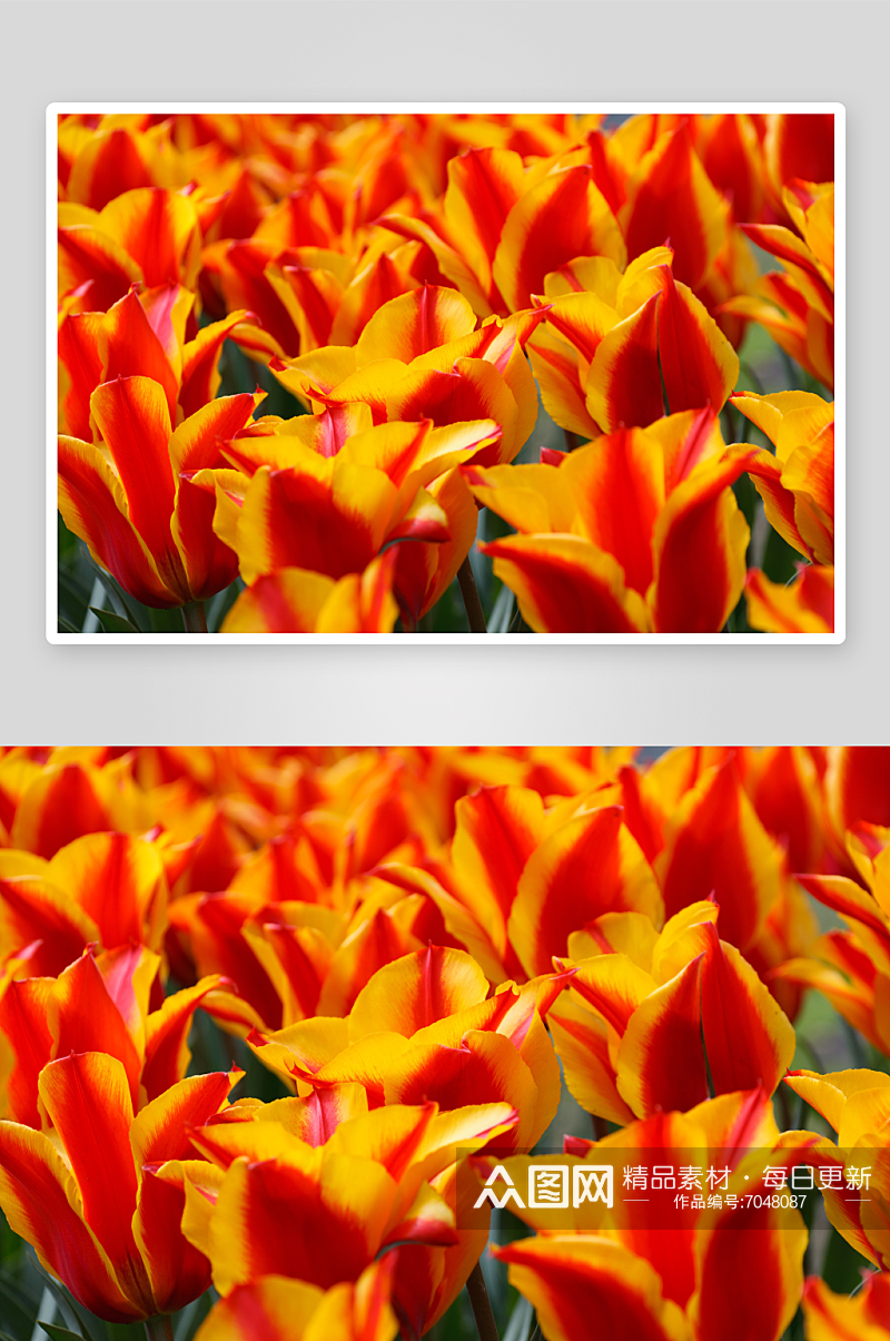 高清郁金香花卉风景摄影图素材
