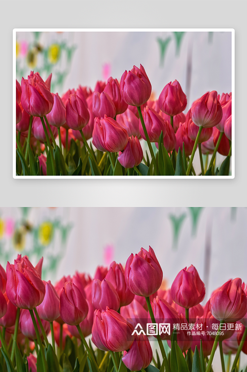 高清郁金香花卉风景摄影图素材