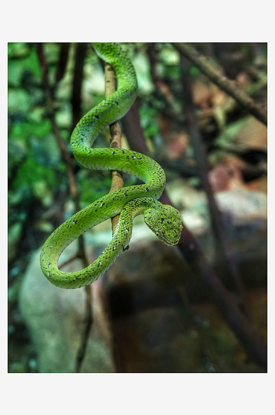 高清毒蛇动物摄影图