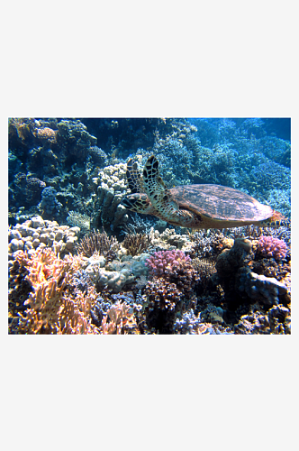 海龟乌龟动物摄影图