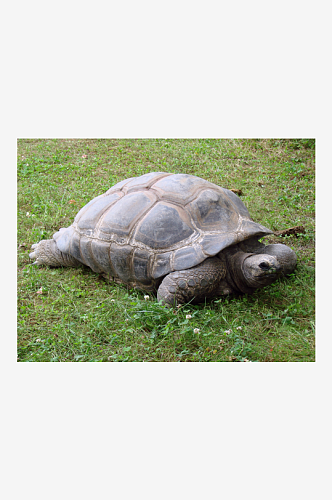 海龟乌龟动物摄影图