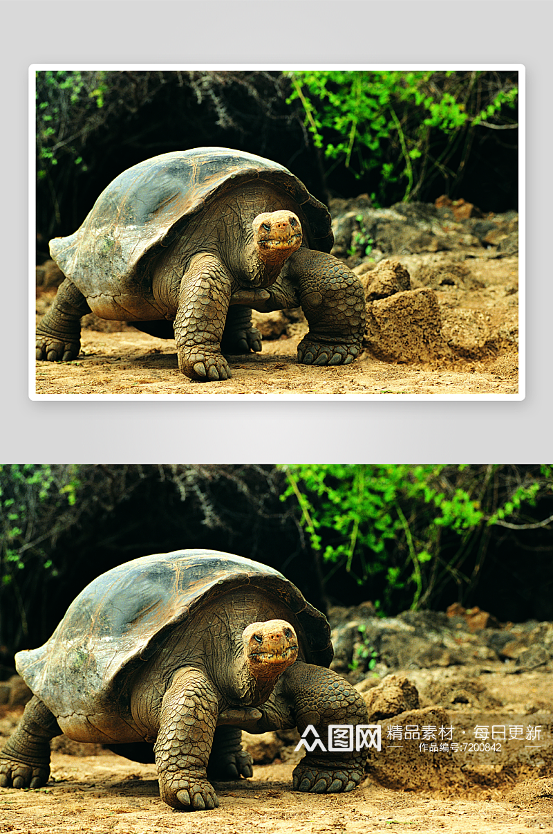 特写海龟乌龟动物摄影图素材