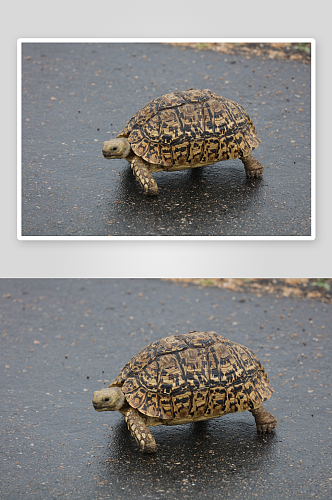 特写海龟乌龟动物摄影图