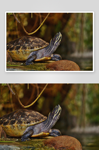 特写海龟乌龟动物摄影图