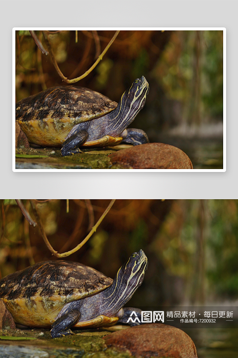 特写海龟乌龟动物摄影图素材