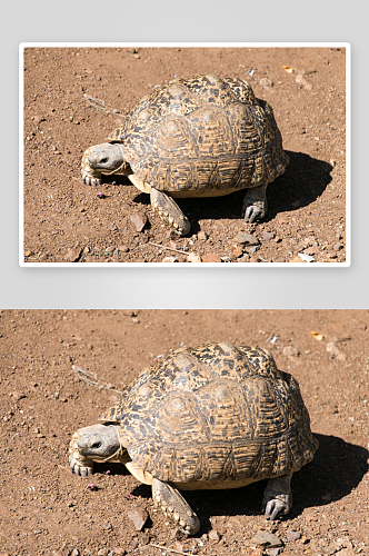 高清海龟乌龟动物摄影图
