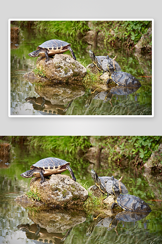 高清海龟乌龟动物摄影图