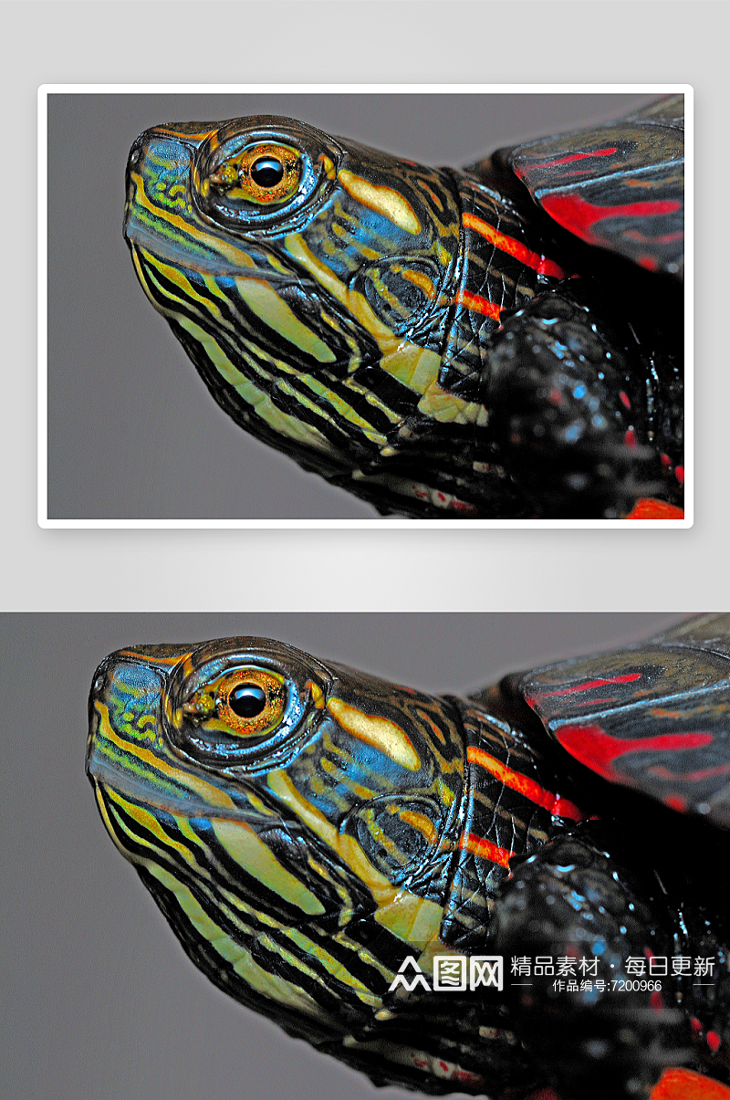 高清海龟乌龟动物摄影图素材