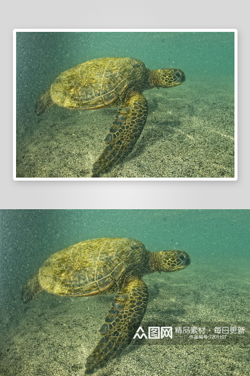 高清海龟乌龟动物摄影图素材