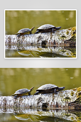 创意海龟乌龟动物摄影图