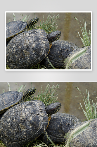 创意海龟乌龟动物摄影图