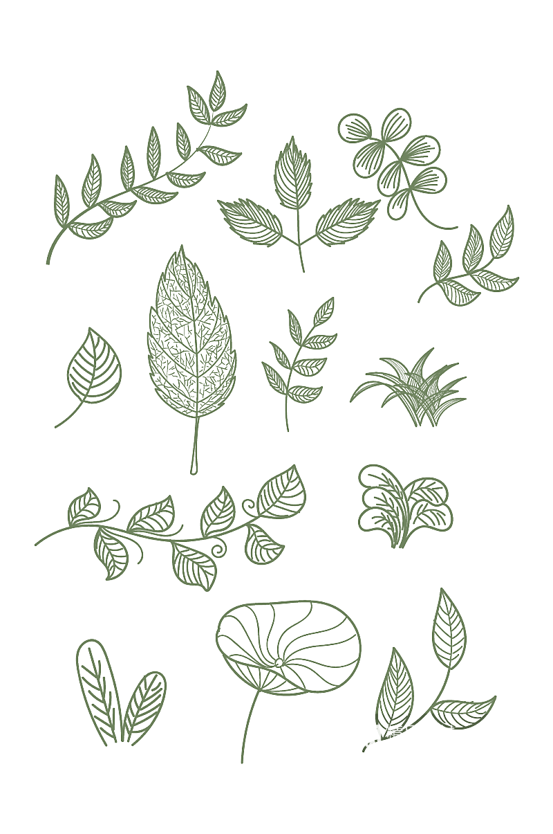 手绘叶子植物线稿装饰图案素材