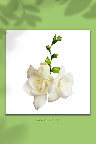 白色花朵免抠素材