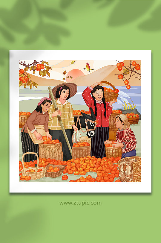 摘柿子劳动场景秋季霜降节气人物插画