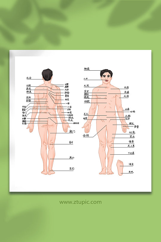 中医养生传统针灸挂图示意人体经络穴位图插画