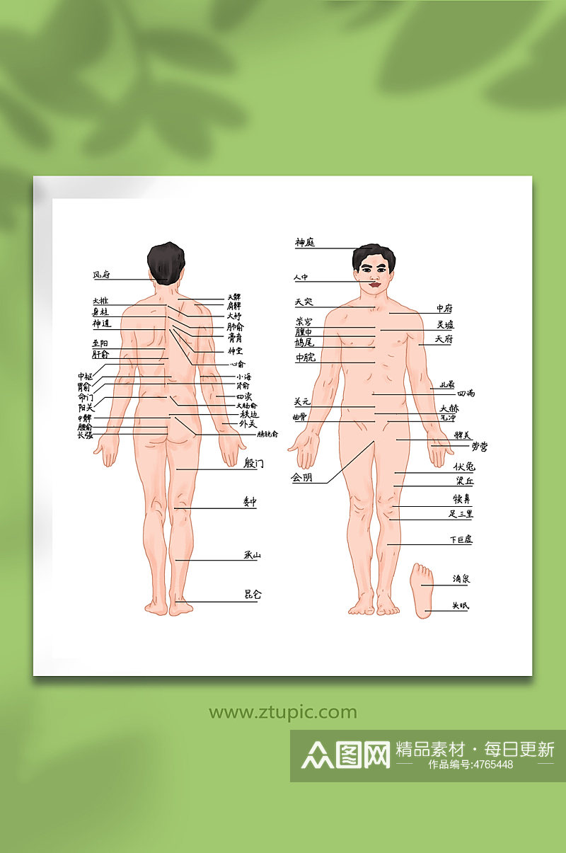 中医养生传统针灸挂图示意人体经络穴位图插画素材