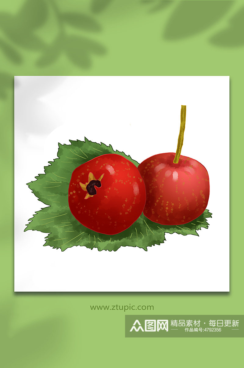 两个红果开胃健食山楂冬季水果元素插画素材