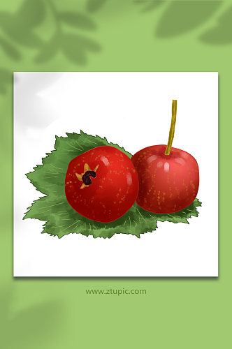 两个红果开胃健食山楂冬季水果元素插画