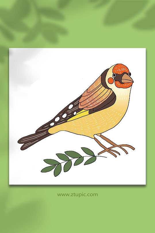 五彩飞禽卡通鸟类春季小鸟动物元素插画