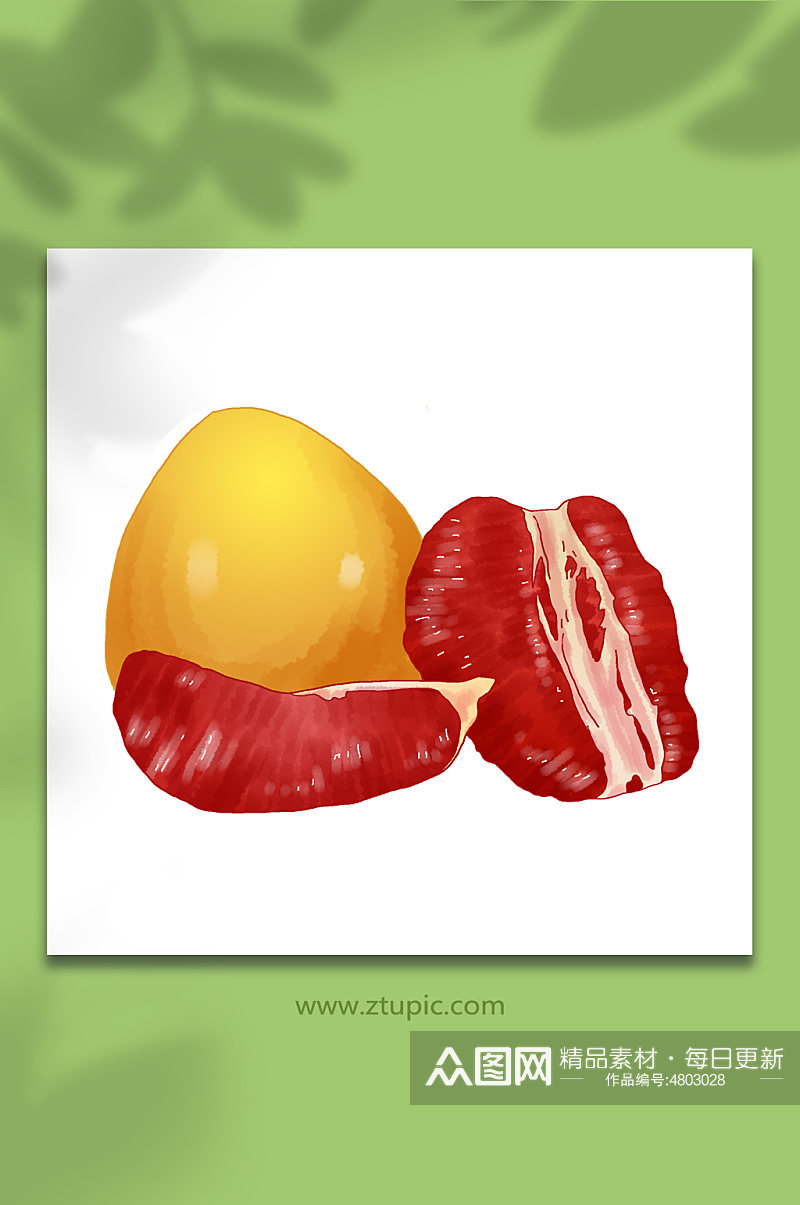 丰厚红心柚果实季节柚子水果元素插画素材