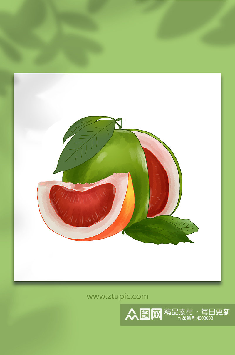 切面红心柚果实季节柚子水果元素插画素材