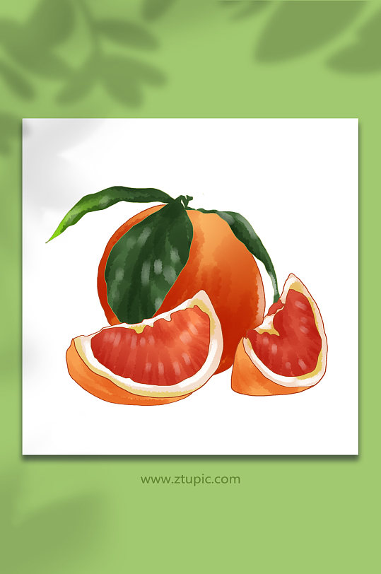 果实季节红心柚收获水果元素插画