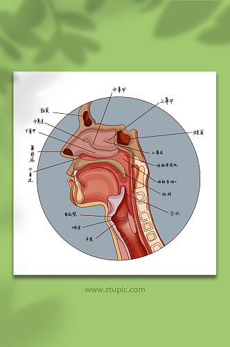 慢性病咽炎疾病喉咙结构医疗插画