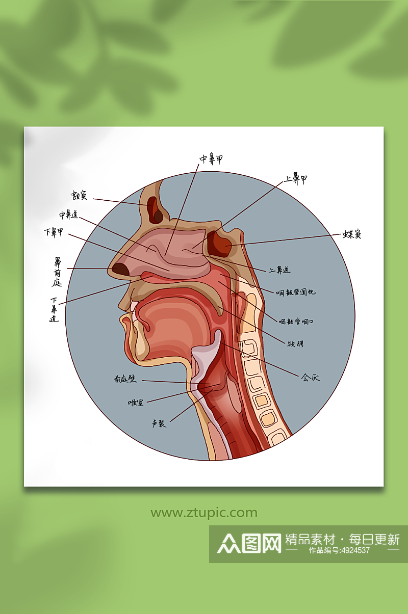 慢性病咽炎疾病喉咙结构医疗插画素材