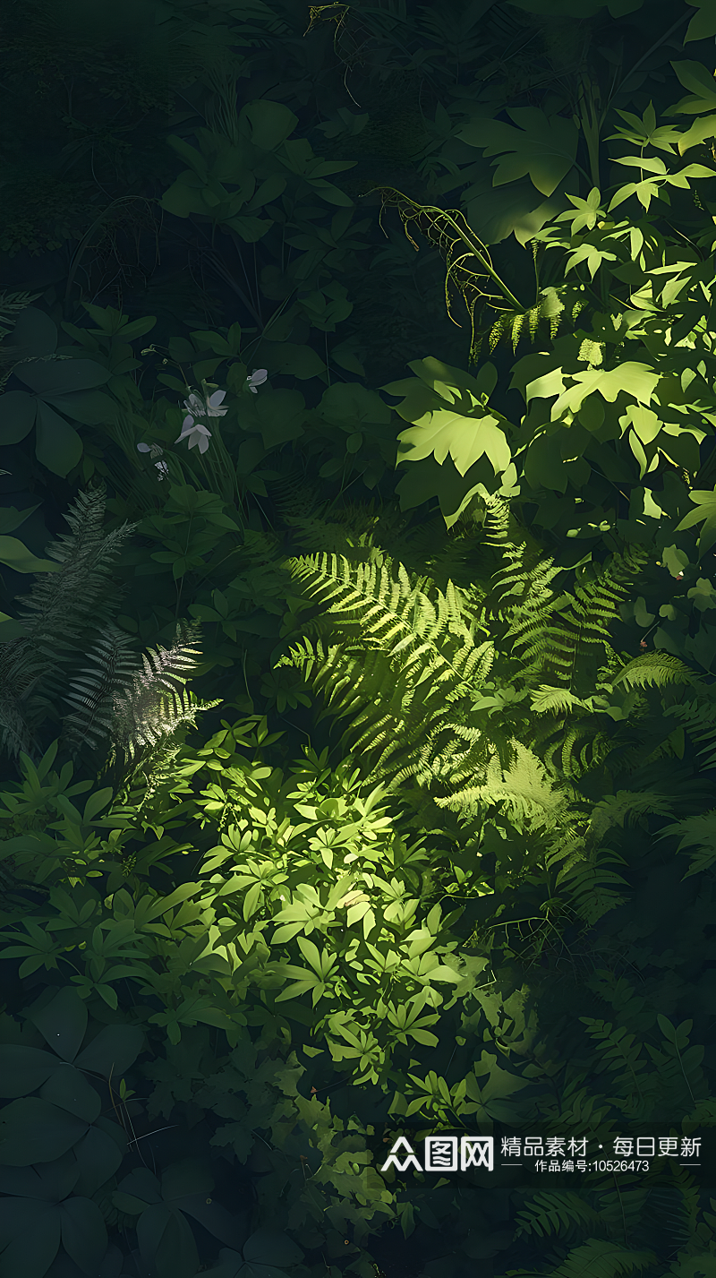 森林茂密的蕨类植物叶片翠绿如羽素材