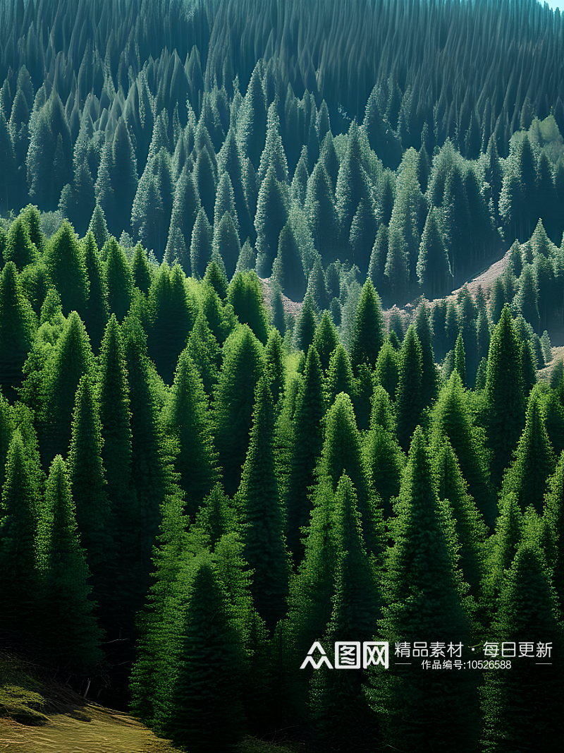 松树林覆盖山坡挺拔笔直向上素材
