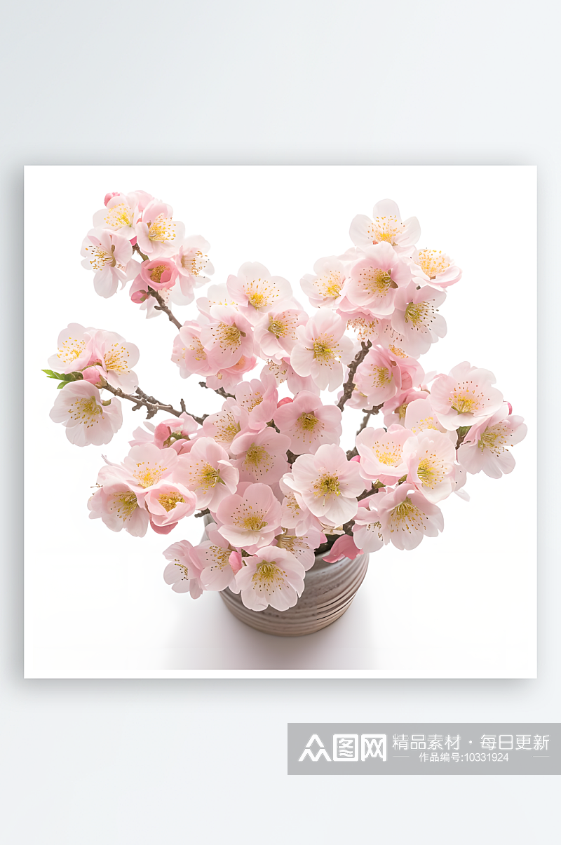 植物樱花写实图白色背景素材