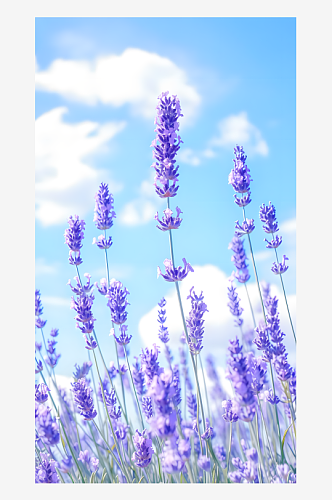 薰衣草紫色花穗在微风中摇曳